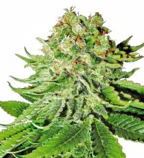 NL AUTOMATIC by White Label Seeds