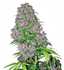 Purple Bud by White Label Seeds
