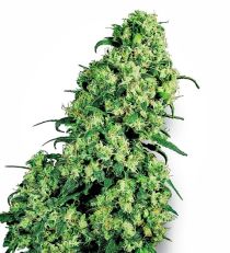 Skunk #1 by White Label Seeds