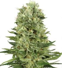 Skunk #1 Auto by White Label Seeds