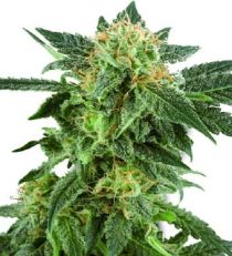 Snow Ryder Regular - White Label Seeds
