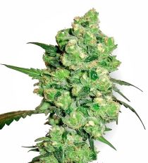 Super Skunk by White Label Seeds