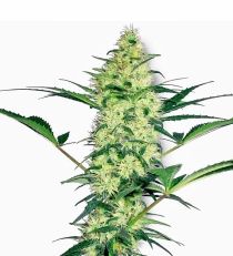 White Diesel by White Label Seeds