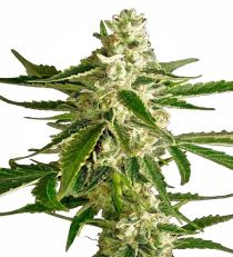 White Diesel Haze AUTO by White Label Seeds