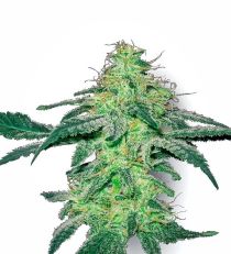 White Skunk by White Label Seeds