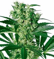 X - Haze by White Label Seeds 