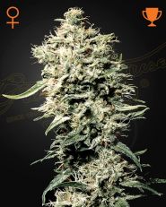 White Rhino Feminized by Green House Seeds