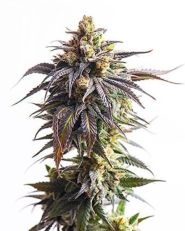White Widow Auto by Growers Choice