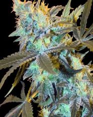 White Widow Feminized by Spliff Seeds
