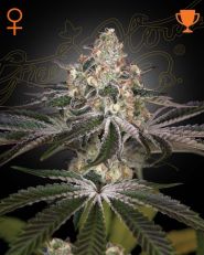 White Widow Feminized by Green House Seeds 