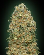 White Widow Feminized by OO Seeds