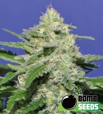 Widow Bomb Feminized Marijuana Seeds