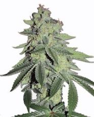 White LSD Feminized 