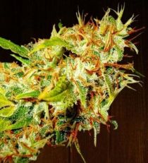 Zamaldelica Feminize by Ace Seeds 