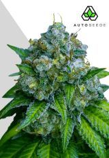 Zkittlez Autoflower By Auto Seeds