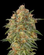 Zkittles Feminized by Advanced Seeds