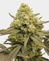 Zoap by Growers Choice