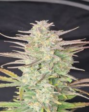 Z-Up Autoflower