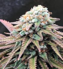 Alien Masster Kush Feminized by Critical Mass Collective