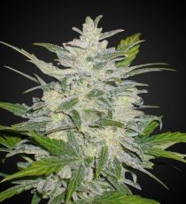 Lowryder 2 Autoflower