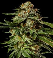 Gorilla Glue Feminized 