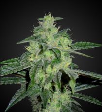 Strawberry Diesel Feminized 