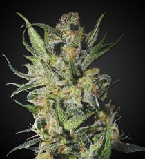 Thai x Skunk Regular 