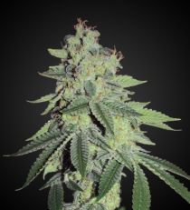 White LSD Feminized 