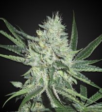 White Widow Feminized 