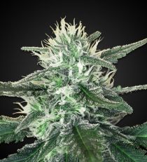 White Widow Max Feminized 