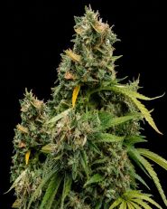 5 Alive Feminized - Nirvana Seeds