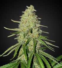 Acapulco Gold Autoflower by 420 Seeds
