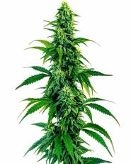 Acapulco Gold Autoflower by Blimburn