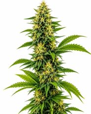 Acapulco Gold Feminized by Blimburn