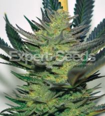 Afghan Skunk Feminized by Expert Seeds 