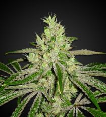 Afghan Regular by 420 Seeds