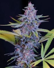 Afghani Gold Feminized by Spliff Seeds