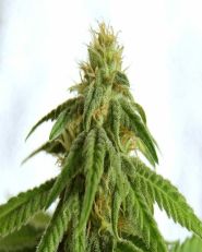 Afrodite Feminized by Kannabia