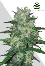 AK47 Autoflower by Auto Seeds