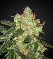 AK-47 Regular by 420 Seeds