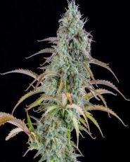 AK Automatic by Spliff Seeds