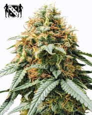Acapulco Gold Feminized by MSNL Seeds
