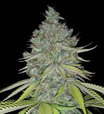 Alien OG Feminized by 420 Seeds 