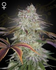 AlienZ Feminized by Green House Seeds