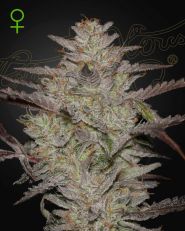 AlienZ Autoflower by Green House Seeds