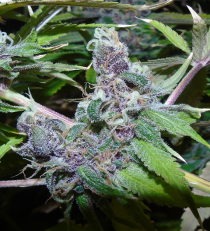 American Beauty by Dr. Underground Seeds