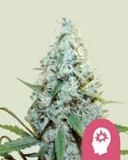 AMG Feminized by Royal Queen Seeds