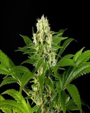 Amnesi-K Haze Feminized 