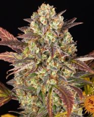 Amnesia Haze Auto by Barney's Farm