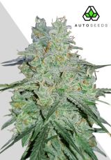 Amnesia Haze Autoflower by Auto Seeds